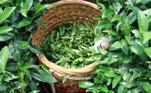 双鸭山茶叶及茶制品检测,茶叶及茶制品检测费用,茶叶及茶制品检测机构,茶叶及茶制品检测项目